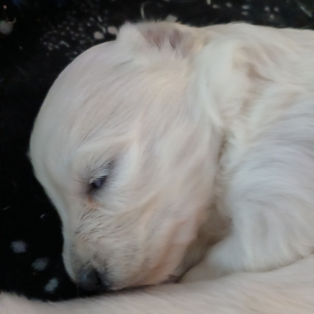 Meet The Rescues We Have - Picture 8 of 16